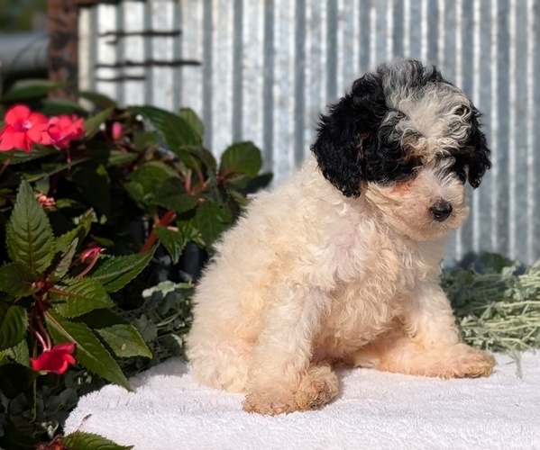 Medium Photo #2 Poodle (Toy) Puppy For Sale in GOSHEN, IN, USA