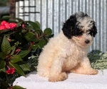 Small Photo #49 Poodle (Toy) Puppy For Sale in GOSHEN, IN, USA