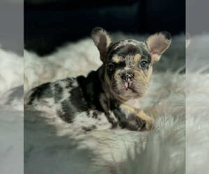 French Bulldog Puppy for sale in BUFORD, GA, USA