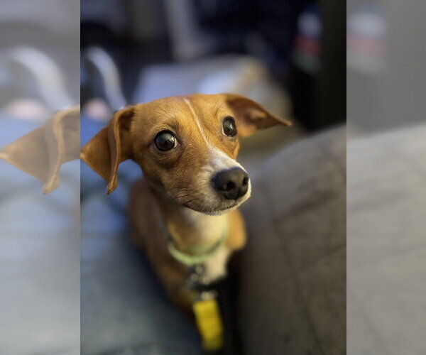 Medium Photo #4 Chihuahua-Unknown Mix Puppy For Sale in Springdale, PA, USA