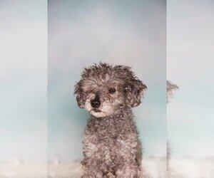 Poodle (Miniature) Dogs for adoption in Caldwell, NJ, USA