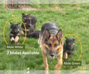 Medium German Shepherd Dog