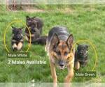 Small German Shepherd Dog