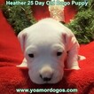 Small Photo #78 Dogo Argentino Puppy For Sale in JANE, MO, USA