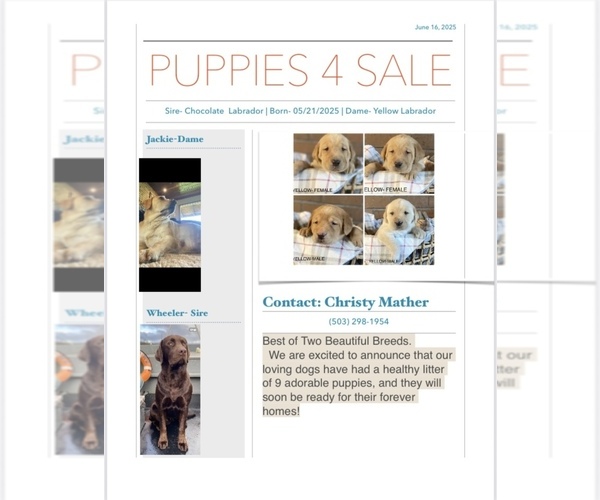 Medium Photo #1 Labrador Retriever Puppy For Sale in ASTORIA, OR, USA