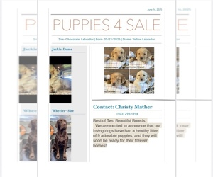 Labrador Retriever Puppy for sale in ASTORIA, OR, USA