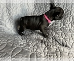 Small Photo #24 Faux Frenchbo Bulldog Puppy For Sale in GREENEVILLE, TN, USA