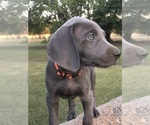 Puppy Puppy 3 Weimaraner