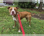 Small #3 American Pit Bull Terrier Mix