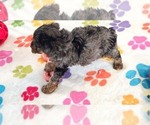 Small #6 Yorkipoo