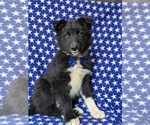 Small Photo #4 Border Collie Puppy For Sale in KIRKWOOD, PA, USA