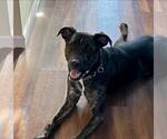 Small Photo #8 Mutt Puppy For Sale in Woodbury, NY, USA