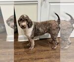 Small #1 Poodle (Standard) Mix