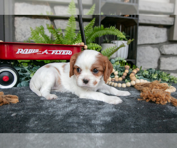 Medium Photo #2 Cavalier King Charles Spaniel Puppy For Sale in NARVON, PA, USA