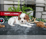 Small Photo #18 Cavalier King Charles Spaniel Puppy For Sale in NARVON, PA, USA