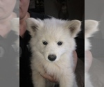 Small Photo #14 Miniature American Eskimo Puppy For Sale in OREGON CITY, OR, USA