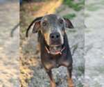 Small #2 Doberman Pinscher