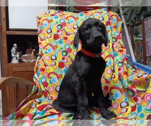 Labrador Retriever Puppy for Sale in FAIRBANKS, Alaska USA