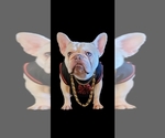 Small Photo #1 French Bulldog Puppy For Sale in POPLAR, CA, USA