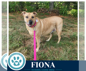 Labrador Retriever Dogs for adoption in Kimberton, PA, USA