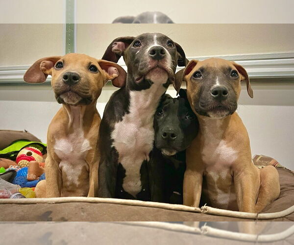 Medium Photo #2 American Pit Bull Terrier-Labrador Retriever Mix Puppy For Sale in Brewster, NY, USA