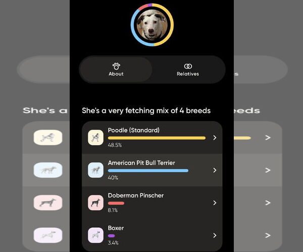 Medium Photo #6 American Pit Bull Terrier-Poodle (Standard) Mix Puppy For Sale in St. Louis Park, MN, USA