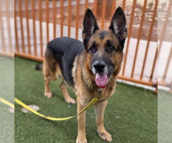 Medium Photo #2 German Shepherd Dog-Unknown Mix Puppy For Sale in Las Vegas, NV, USA