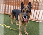 Small #1 German Shepherd Dog Mix