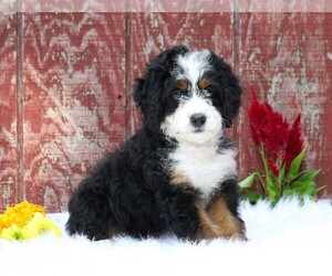 Miniature Bernedoodle Puppy for sale in FREDERICKSBG, OH, USA