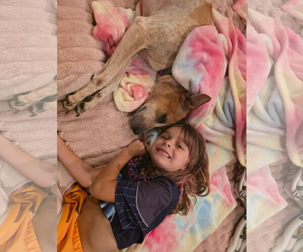 Medium Photo #3 English Coonhound Puppy For Sale in Lighthouse Point, FL, USA