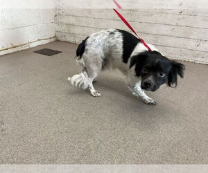 Chihuahua Dogs for adoption in San Bernardino, CA, USA