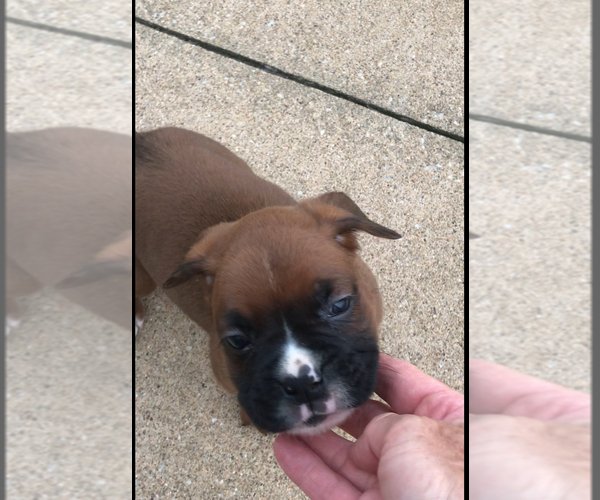 Medium Photo #5 Boxer Puppy For Sale in APPLE CREEK, OH, USA