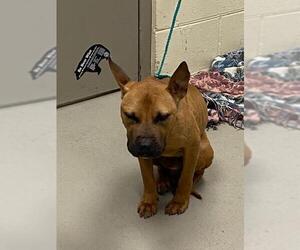 Mutt Dogs for adoption in Sanford, FL, USA