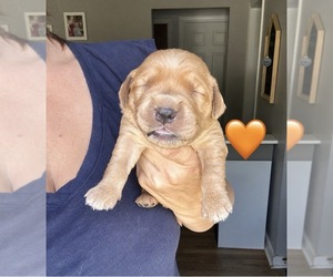 Golden Retriever Puppy for sale in VESTAL, NY, USA