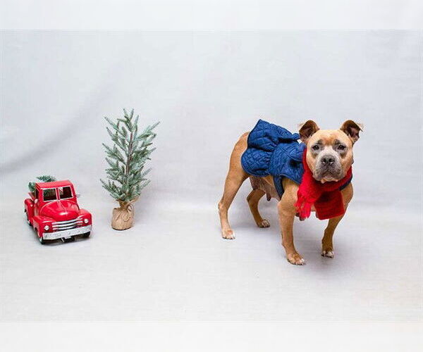 Medium Photo #2 Mutt Puppy For Sale in Sanford, FL, USA