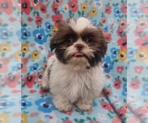 Shih Tzu Puppy for sale in WALSH, IL, USA