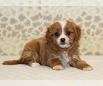 Small #1 Cavapoo