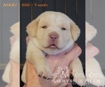 Small Photo #63 Labrador Retriever Puppy For Sale in POCAHONTAS, IL, USA