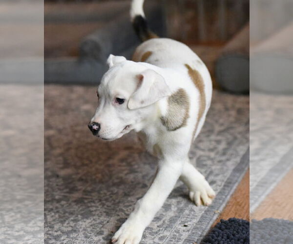 Medium Photo #3 American Bulldog-Labrador Retriever Mix Puppy For Sale in Mechanicsburg, PA, USA
