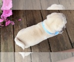 Small #8 Pug