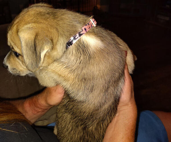 Medium Photo #2 American Pit Bull Terrier-Siberian Husky Mix Puppy For Sale in N FOND DU LAC, WI, USA