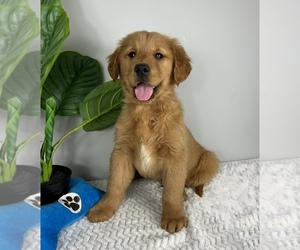 Golden Retriever Dog for Adoption in FRANKLIN, Indiana USA
