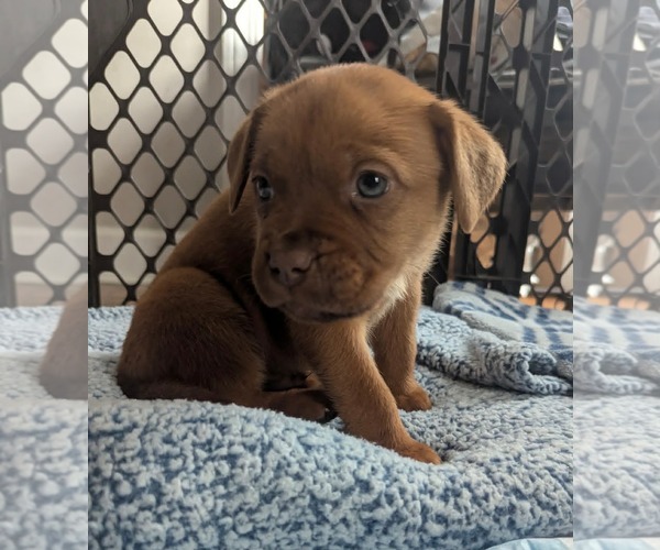 Medium Photo #1 Mutt Puppy For Sale in Holly Springs, NC, USA