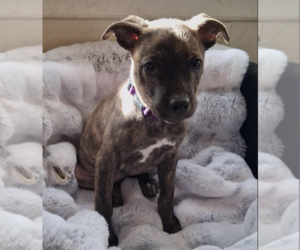 Jolene* - Female Mountain Cur-Unknown Mix Dog for Adoption
