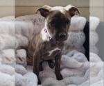 Jolene* - Female Mountain Cur-Unknown Mix Dog for Adoption - Small photo