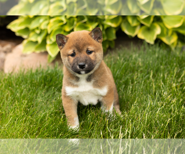 Medium Photo #2 Shiba Inu Puppy For Sale in MILLERSBURG, IN, USA