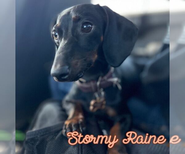 Medium Photo #5 Dachshund Puppy For Sale in San Antonio, TX, USA