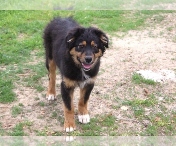 Medium Photo #3 Australian Shepherd Puppy For Sale in ACTON, CA, USA