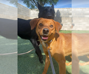 Cheagle Dogs for adoption in Lakewood, CO, USA