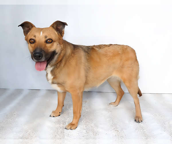 Medium Photo #2 German Shepherd Dog-Unknown Mix Puppy For Sale in Pasadena, CA, USA